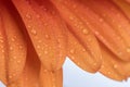 Orange coloured leaves of a Gerber daisy flower Royalty Free Stock Photo