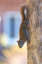 Orange coloured Springtime Red squirrel, full length on a tree. Royalty Free Stock Photo