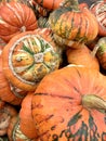 The orange colours of autumn in a pumpkin patch