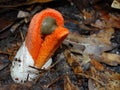 Orange Columned Stinkhorn Mushroom Royalty Free Stock Photo