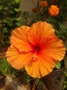 Orange colur hibiscus flowers in the garden