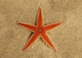 Orange Comb Starfish overview on sand - Astropecten sp.