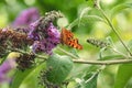 Comma Butterfly Royalty Free Stock Photo