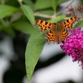 Orange comma butterfly - Polygonia c-album- with brown dots on dorsal wings on pink butterflybush - Buddleja davidii - in summer g Royalty Free Stock Photo