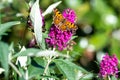 Orange comma butterfly - Polygonia c-album- with brown dots on dorsal wings on pink butterflybush - Buddleja davidii - in summer g Royalty Free Stock Photo