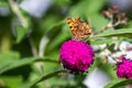 Orange comma butterfly - Polygonia c-album- with brown dots on dorsal wings on pink butterflybush - Buddleja davidii - in summer g Royalty Free Stock Photo