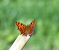 Orange Comma butterfly (Polygonia c-album). Royalty Free Stock Photo