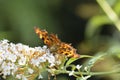A orange Comma     Polygonia c-album  , butterfly on white summer lilac in nature Royalty Free Stock Photo