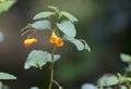 Orange Common Jewelweed flowers in summer garden Royalty Free Stock Photo