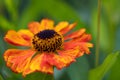 Common sneezeweed Helenium autumnale Elibertus Griffioen, orange flower