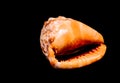 Orange Conch Sea Shell Royalty Free Stock Photo