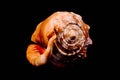 Orange Conch Sea Shell Royalty Free Stock Photo