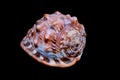 Orange Conch Sea Shell Royalty Free Stock Photo