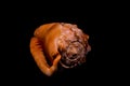 Orange Conch Sea Shell Royalty Free Stock Photo