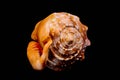 Orange Conch Sea Shell Royalty Free Stock Photo