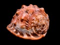 Orange Conch Sea Shell Royalty Free Stock Photo