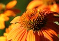 Orange Cone Flower in Early Morning Light Royalty Free Stock Photo