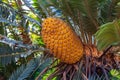 Orange cone of a Modjadji Palm Encephalartos transvenosus, Limpopo, South Africa Royalty Free Stock Photo