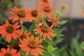 Orange coneflowers with a bumble bee flower Royalty Free Stock Photo