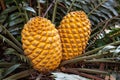 Orange cones of a Modjadji Palm Encephalartos transvenosus, Limpopo, South Africa Royalty Free Stock Photo