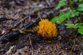 orange coral mushroom in the forest