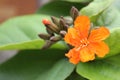 Orange cordia sebestena flower