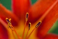 Orange core flower, beautiful on a green grass background. Hello