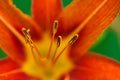 Orange core flower, beautiful on a green grass background. Hello