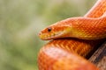 Orange corn snake Royalty Free Stock Photo