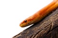 Orange corn snake crawling on a branch and looking forward on white background Royalty Free Stock Photo