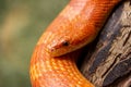 Orange corn snake crawling on a branch Royalty Free Stock Photo