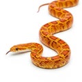 Beautiful orange corn snake isolated on a white background Royalty Free Stock Photo