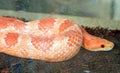 orange corn snake native to the eastern states of the USA, it is widespread in fields extensively cultivated with cereals Royalty Free Stock Photo