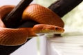 Orange corn snake Royalty Free Stock Photo