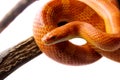 Orange corn snake Royalty Free Stock Photo