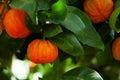 Orange corrugated tree with fruit ,citrus aurantium corrugato Royalty Free Stock Photo