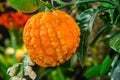 Orange corrugated tree with fruit Royalty Free Stock Photo