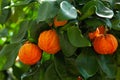 Orange corrugated tree with fruit, citrus aurantium corrugato Royalty Free Stock Photo