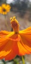 Orange Cosmo flower on sunny day close up