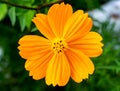 Face of an orange cosmos flower