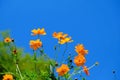 Orange cosmos flower Royalty Free Stock Photo
