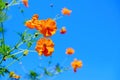Orange cosmos flower Royalty Free Stock Photo