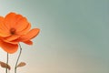 Orange cosmos flower on blue sky background with copy space