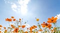 Orange cosmos flower on blue sky. Royalty Free Stock Photo