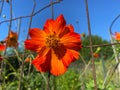 Orange Cosmos Flower and Blue Sky in a Summer Garden in August Royalty Free Stock Photo