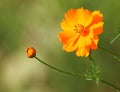 Orange Cosmos flower with Bud