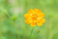 Orange cosmos flower with dew drop on blurry green background Royalty Free Stock Photo