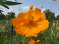 Orange Cosmos Flower of September Royalty Free Stock Photo