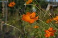 Orange cosmos flower Cosmos sulphureus on a thin stem, as if floating in weightlessness. Blurred background. Macro