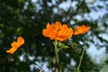 Orange cosmos flowers on blurred background of trees